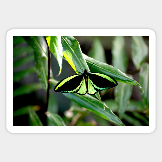 Cairns Birdwing Sticker by GP1746